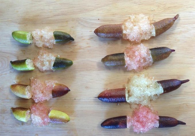 Finger lime en tarro, caviar cítrico pelado Pulpa de caviar cítrico