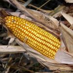 Permiso para el cultivo de MON 810 en la UE