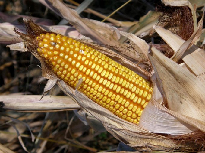 La renovación del permiso para el cultivo de maíz transgénico MON 810 no obtiene el respaldo necesario en la UE Permiso para el cultivo de MON 810 en la UE