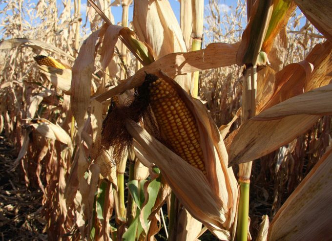 Aprobación del maíz MON 810