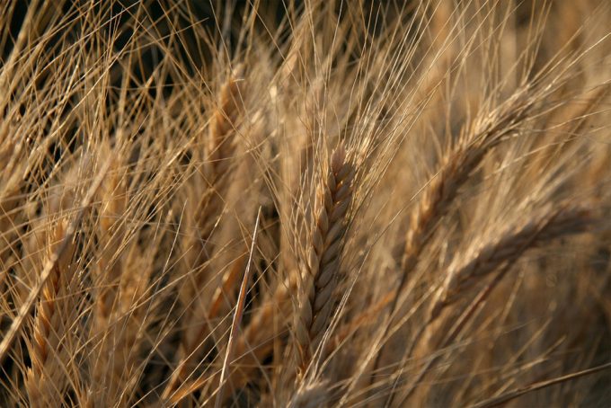 Cultivos modificados gebéticamente