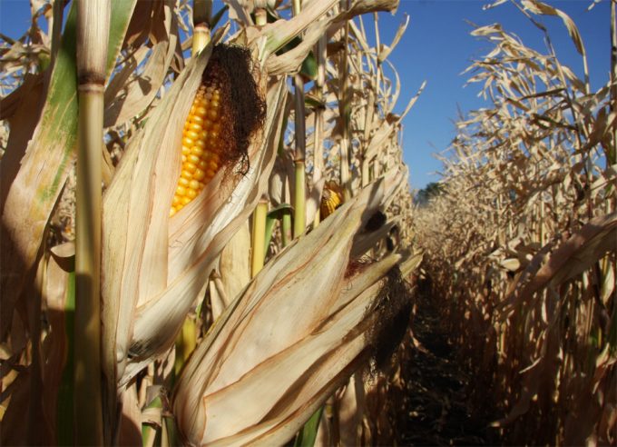 Maíz transgénico