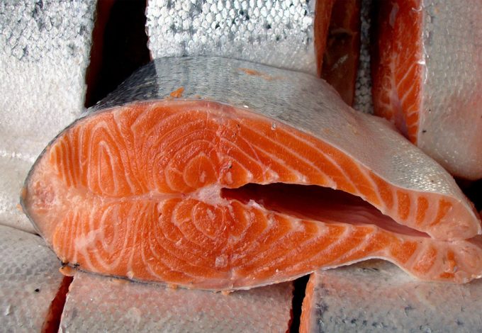 Problemas con los salmones de piscifactoría