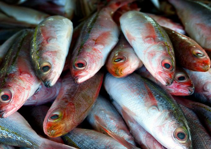 Pesca intensiva en el Mar Mediterráneo