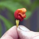 Chili más picante del mundo