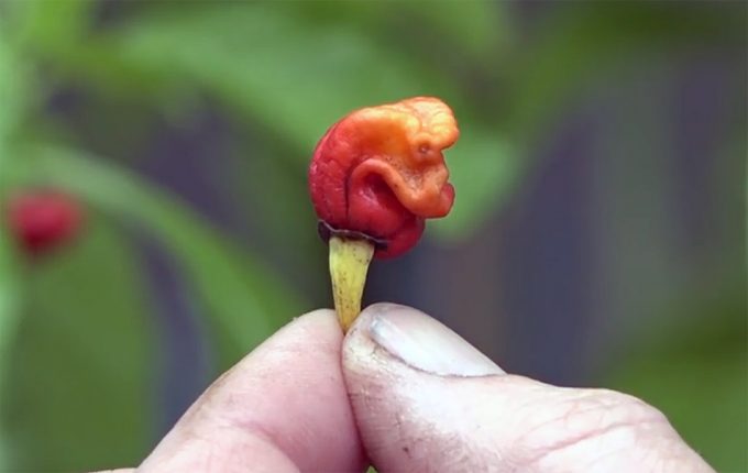 Chili más picante del mundo