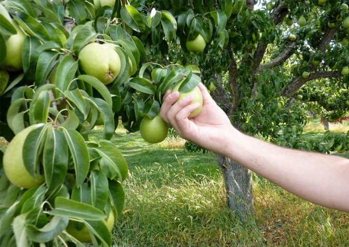 Productos de proximidad Informe de alimentación en el futuro