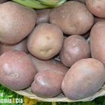 Patata vieja de Francia