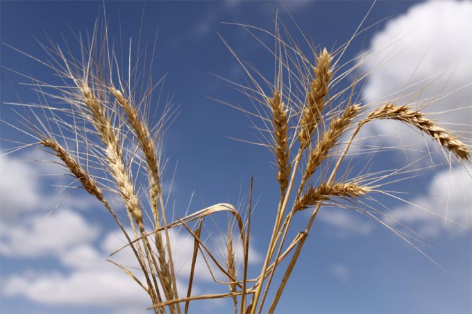 Fragilidad en la red de transporte de alimentos Seguridad alimentaria y globalización