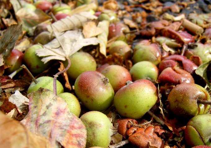 Alimentos desperdiciados