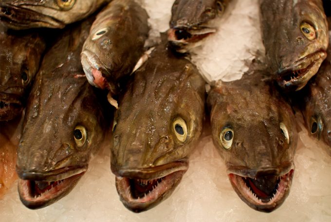 Las especies de peces más grandes son las más vulnerables y amenazadas por la sobrepesca Sobrepesca en el Mediterráneo