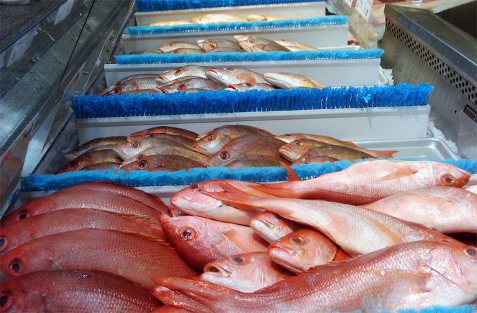 Sobrepesca en el Mar Mediterráneo Explotación de los recursos marinos