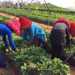 Business Actions Against Forced Labour