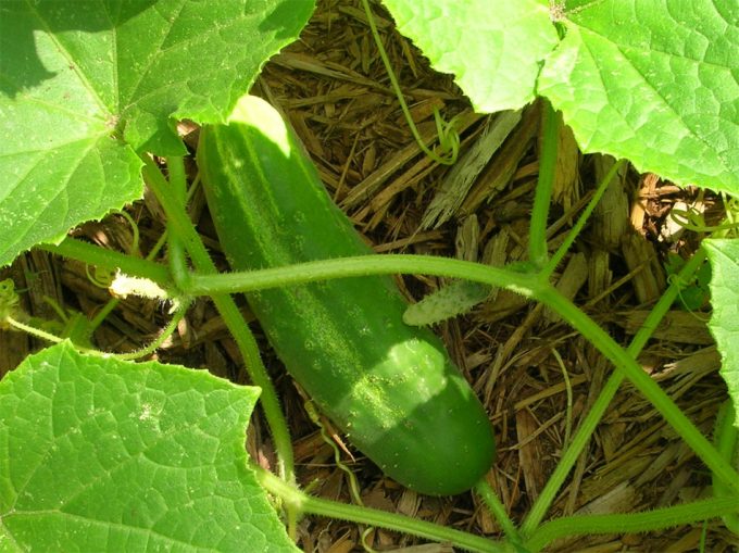 La diferencia de precio del pepino se sitúa en un 944% IPOD de mayo 2017