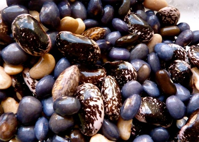 Impulsar el cultivo de legumbres en Europa