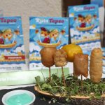 Tapas de Cádiz