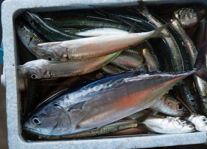 Sobrepesca en el mediterráneo Informe de Oceana sobre la soprepesca en el Mediterráneo