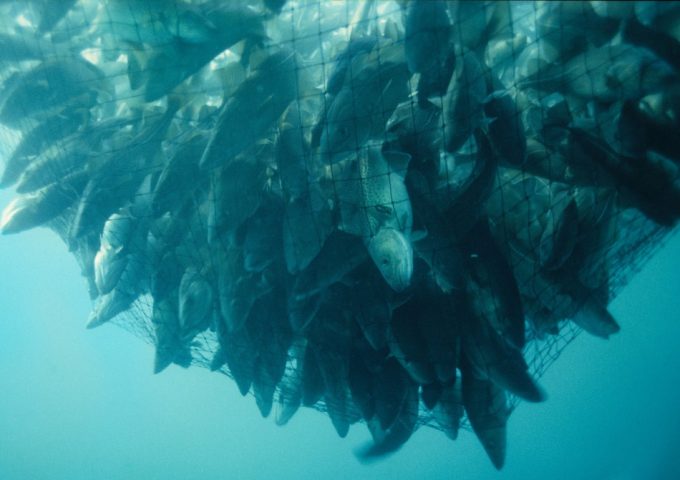 Fracaso de la UE en la reducción de la sobrepesca en aguas europeas Sobrepesca en el Mar Mediterráneo