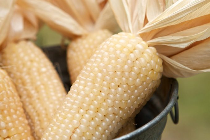 Ley Federal del etiquetado transgénico