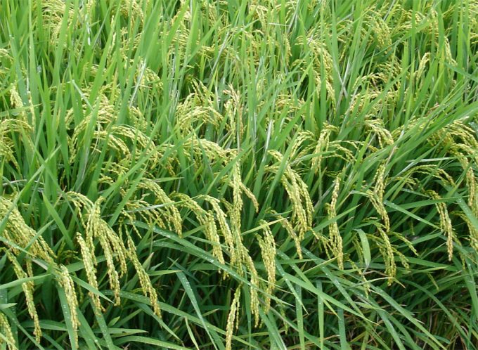 Arroz manipulado genéticamente