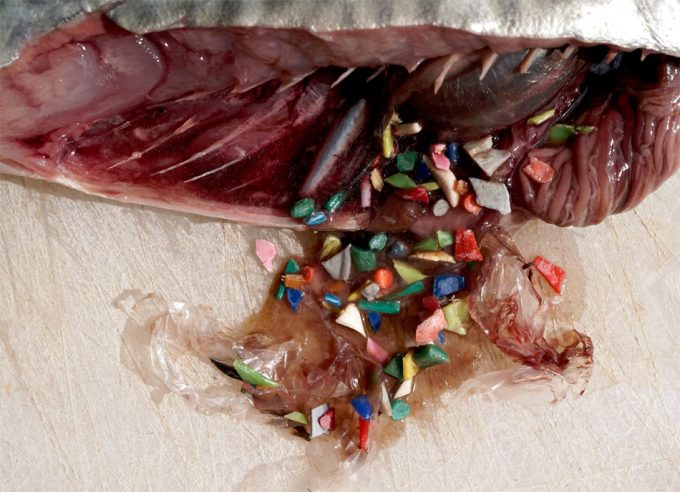 Plástico en los peces