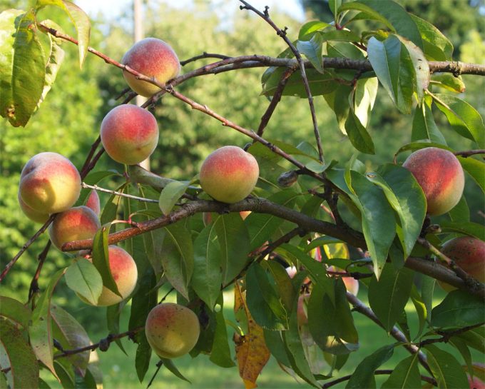 Índice de Precios en Origen y Destino de los Alimentos