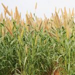 Mapa genético del mijo perla