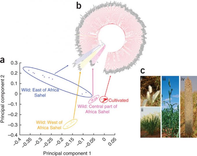 Genes del mijo perla
