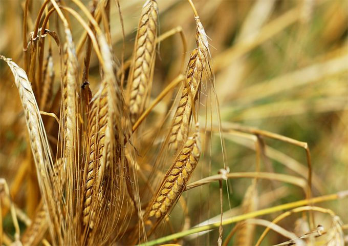 Mejorar la producción alimentaria en el mundo