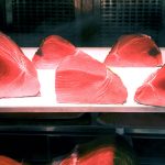 Atún rojo de laboratorio