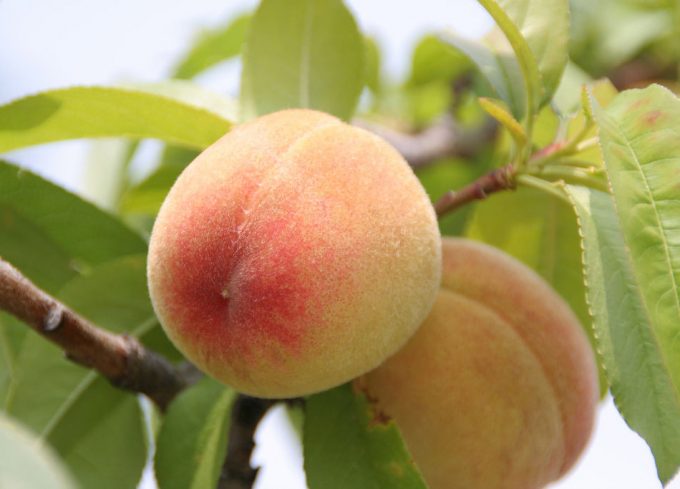 Precios de melocotones y nectarinas