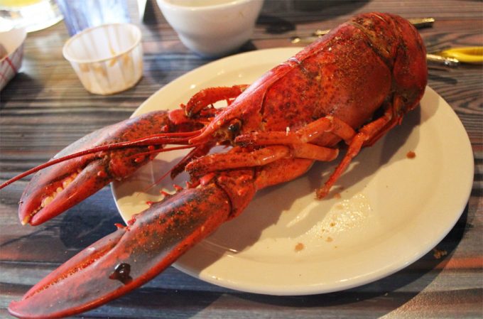 Aturdir la langosta antes de cocinarla