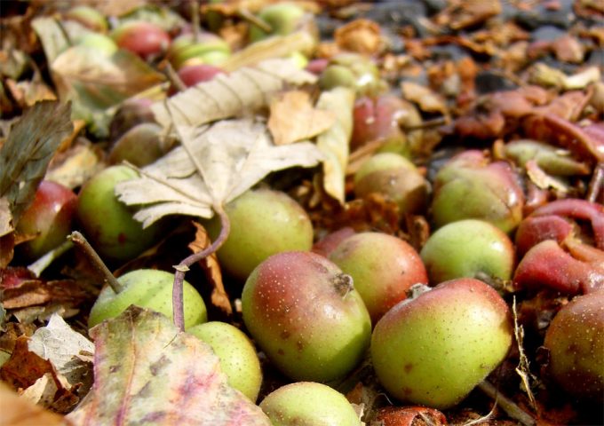 Desperdicio alimentario