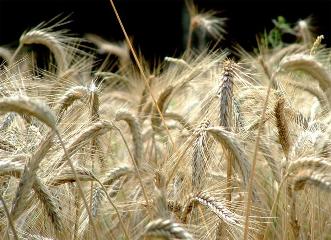 Seguridad alimentaria