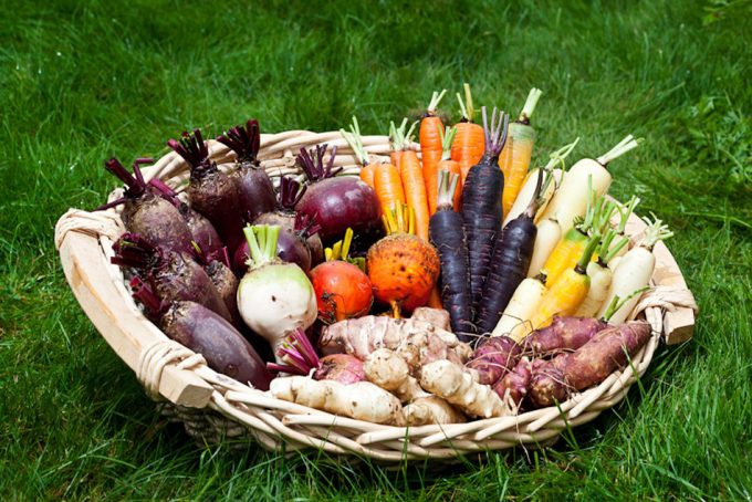 Limpiar los tubérculos y otras hortalizas con agua caliente podría reducir el desperdicio alimentario Tratamiento de tubérculos y hortalizas