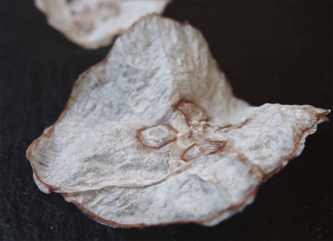 Chips de medusas, aperitivo nutritivo y sostenible del futuro Medusas como alimento