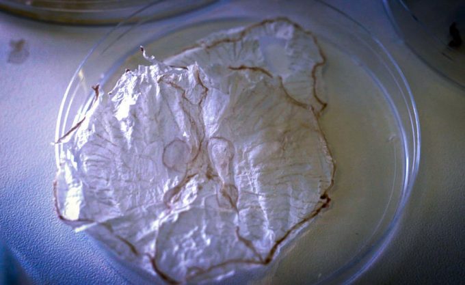 Chips de medusas Medusas para uso alimentario