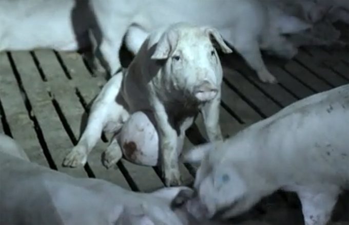 Condiciones de los cerdos en una granja porcina