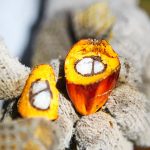 Transparencia en el suministro de aceite de palma