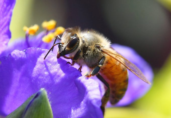 Desaparición de las abejas