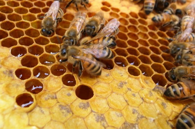 Comercio de la miel