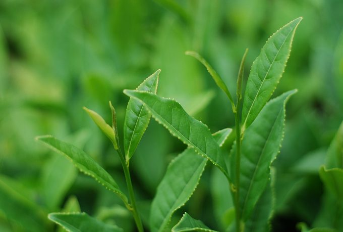 Antioxidantes del té verde