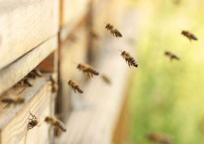 insecticidas perjudiciales para las abejas