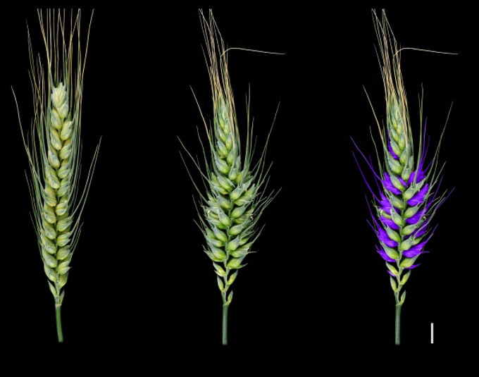 Mejora genética del trigo