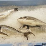 Contaminación del pescado con nanoplásticos