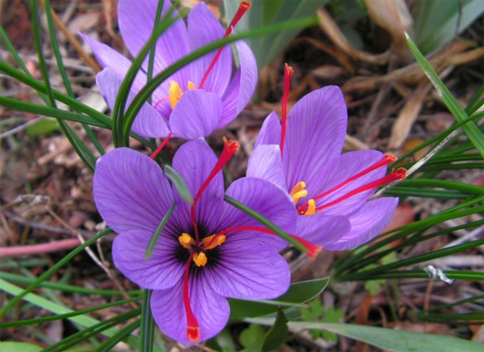 Fraude con el azafrán