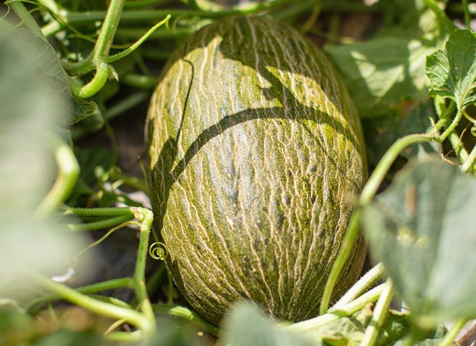 Ocho recetas de Rodrigo de la Calle con melón y sandía La Melonería, melones y sandías