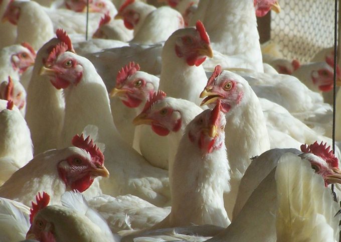 Las granjas avícolas sufren un elevado grado de resistencia a los antibióticos