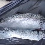 Abuso de antibióticos en las piscifactorías chilenas de salmón