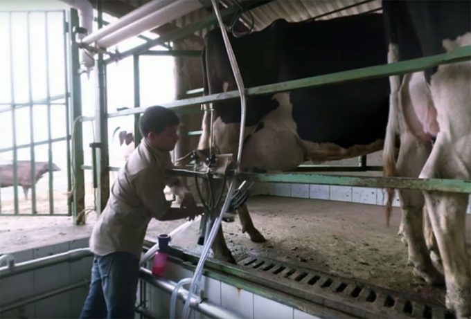 Situación de vacas y terneros en las granjas de producción intensiva